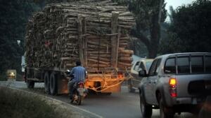 mi-indo-deforestation-460