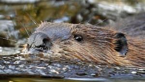 hi-beaver-attack-rtr2tgy0-4col