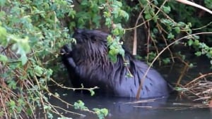 inside---beaver-image
