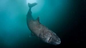 mmi-greenland-shark-getty128919366