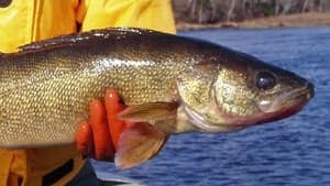 mi-walleye-300