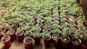hi-bc-130613-medical-marijuana-keating-4col