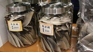 hi-shark-fin-cp-00162625-4col