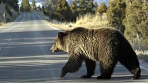 mi-grizzly-bear-ap