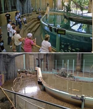 hippos-before-after-300