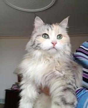 mi-cat