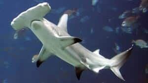 sm-300-hammerhead-shark-04104885