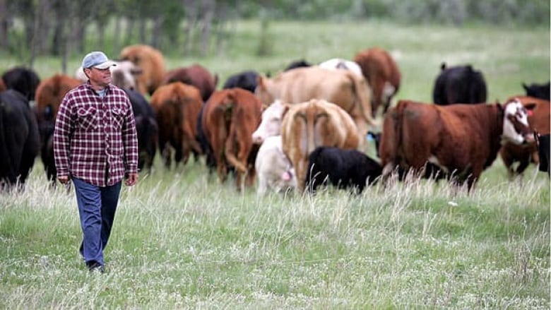 Red meat issues snag final Canada-EU trade talks