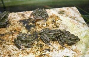 hi-bc-frogs-vancouver-8col