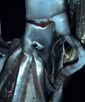 si-giantsquid-discovery