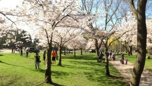 li-620-high-park-cherry-cbc
