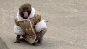 hi-ikea-monkey-852-3706068_