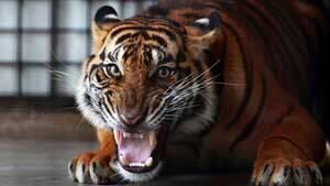 si-tiger-sumatra-rtr3ec53
