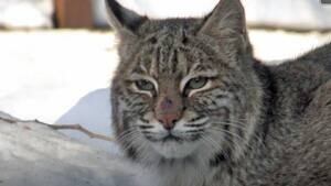 mi-bobcat-300