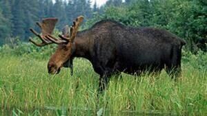 hi-moose-852-4col