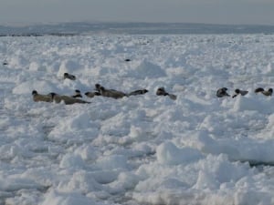 Bear Cove seals