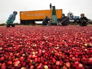 Cranberry harvest