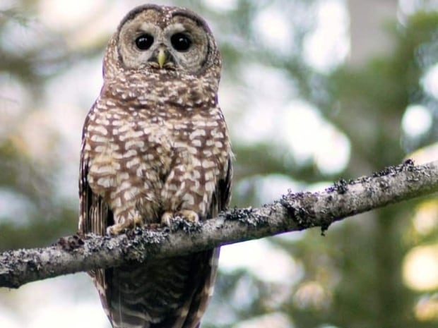 Spotted owl