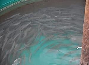 mi-arctic-char