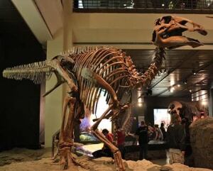 fi-460-wla_hmns_edmontosaurus_annectens-the-wookies