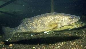 mi-walleye-cp02037671
