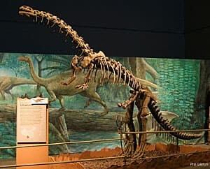 sm-300-adult-lufengosaurus