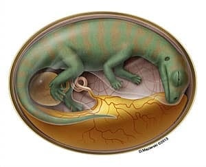 sm-300-dino-embryo-reconstruction-with-flesh