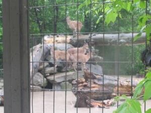 si-calgaryzoo3-460