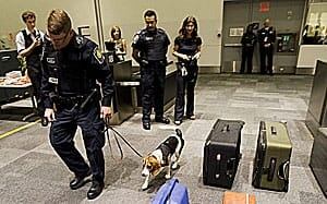 mi-cbsa-dog-01098592