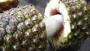 mi-cbsa-pineapple-02014275