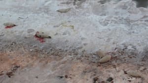 pe-hi-dead-seals-4col
