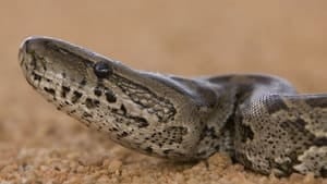 hi-python-000005086523-4col