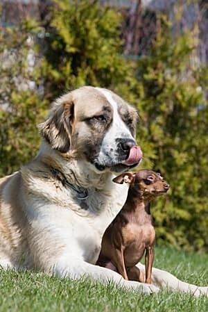 sm-300-big-dog-little-dog-istock_000017234342medium