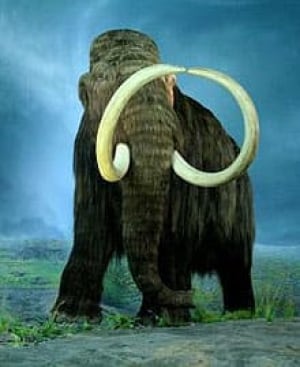 mi-mammoth