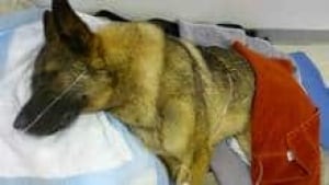 hi-bc-120719-rescued-dog-3col