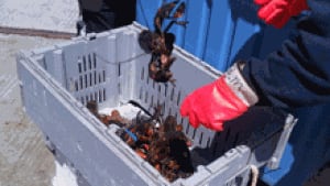 nb-lobster-fishermen-escuminac