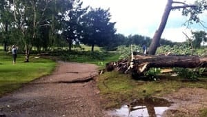 mi-tree2