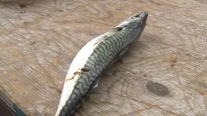 pe-hi-mackerel-bait-4col