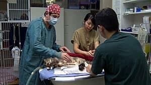 mi-bc-130114-cat-care-bernstein