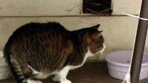 mi-ott-cat-sanctuary300