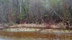 mi-fwfn-flooding-320
