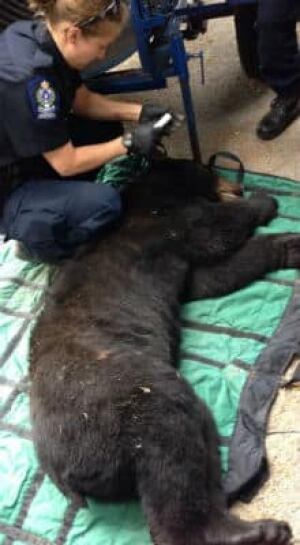 mi-bc-130610-bear-hunt-long