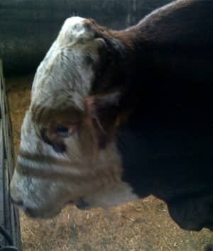 mi-ott-bull-livestock852