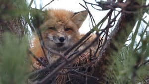 pe-hi-fox-crows-nest-4col