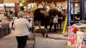 hi-bc-130411-moose-safeway-smithers-6col