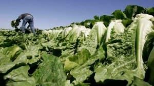 hi-romaine-lettuce-852-ap-8826889-4col