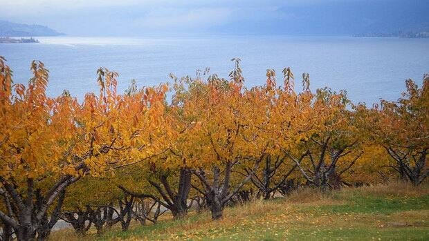 hi-bc-130510-okanagan-orchard-8col