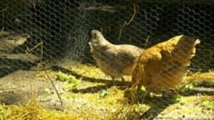 si-ott-chickens220