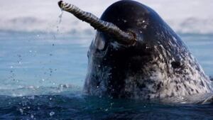 hi-nb-narwhal-tusk-getty