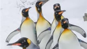 hi-king-penguins-852-3col